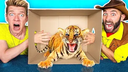 چالش خنده دار کولینز کی با موضوع - حیوانات زنده در جعبه