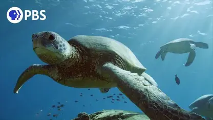 مستند حیات وحش - لاک پشت دریای سبز هاوایی