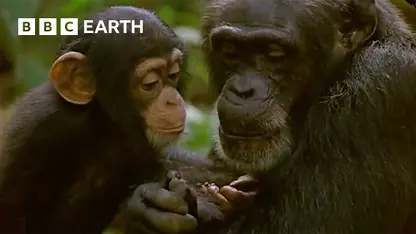 مستند حیات وحش - آموزش مادر شامپانزه در یک نگاه