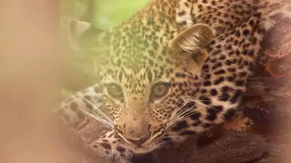 مستند حیات وحش - حیوانات دره لوانگوا در یک ویدیو