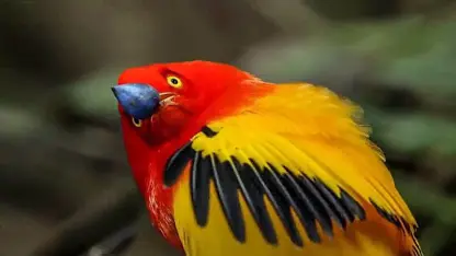 مستند حیات وحش - رفتارهای باور نکردنی پرندگان