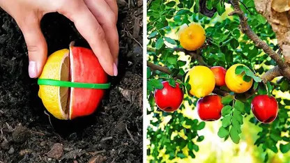 ترفند های 5 دقیقه ای - پرورش میوه و سبزیجات برای سرگرمید
