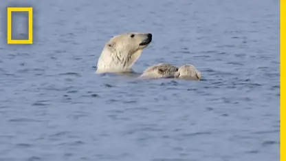 ویدیو بسیار زیبا از بازی و شنا کردن خرس های قطبی