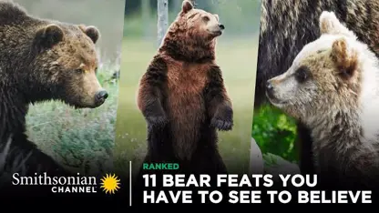 مستند حیات وحش - 11 ویژگی خرس که باید ببینید تا باور کنید