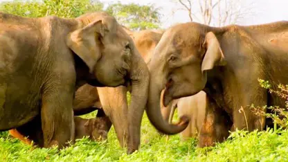 شگفت انگیز ترین صحنه ها از زندگی فیل ها