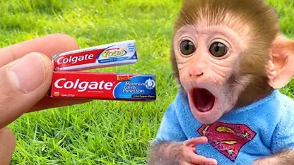 برنامه کودک بچه میمون - دندان هایش را مسواک زد