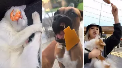 صحنه های خنده دار از واکنش سگها و گربه ها به غذا