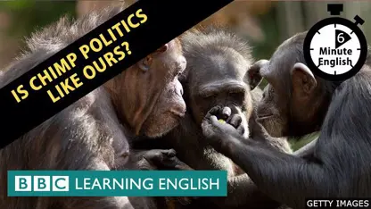 آموزش زبان انگلیسی - سیاست شامپانزه مانند ماست در یک نگاه