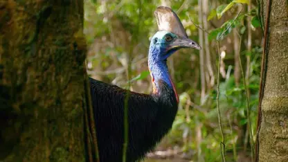 مستند حیات وحش - مرگبارترین پرنده جهان در یک ویدیو