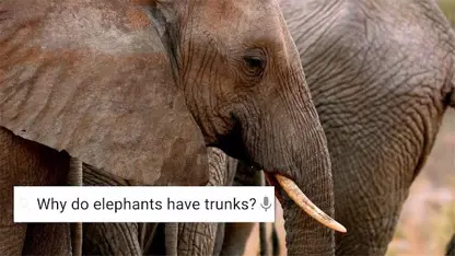 مستند حیات وحش - آیا فیل ها گریه می کنند