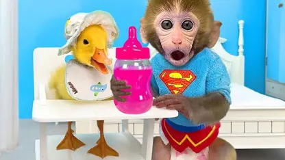 میمون مراقبت از جوجه اردک برای سرگرمی