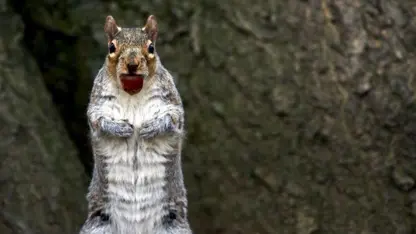 ویدیو جالب از سرقت بلوط توسط سنجاب های وحشی