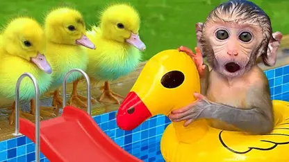 برنامه کودک بچه میمون - سرسره بازی کردن