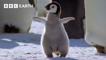 بهترین لحظات پنگوئن در یک نگاه