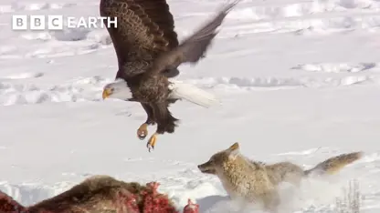 مستند حیات وحش - مبارزه حیوانات در زمستان در یک نگاه
