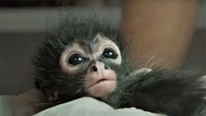 مستند حیات وحش - نجات یک بچه میمون در یک ویدیو