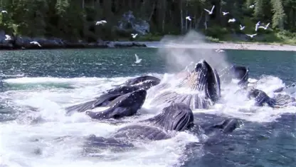 لحظه های باشکوه نهنگ های گرفتار در دوربین