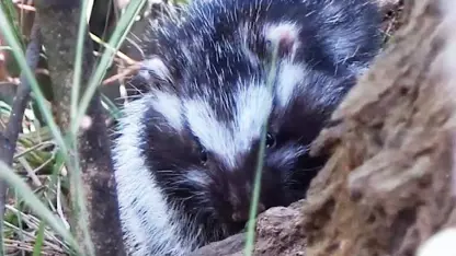 مستند حیات وحش - موش قاتل با خز سمی در یک ویدیو