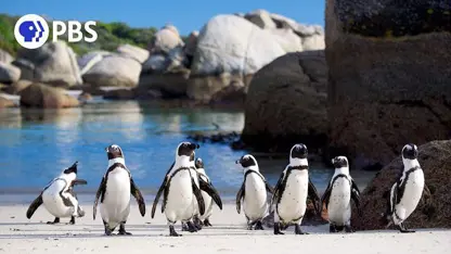 مستند حیات وحش - پنگوئن های آفریقایی