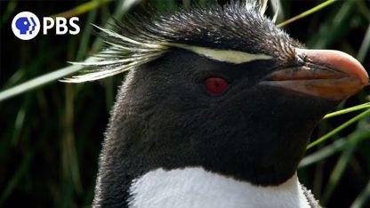 مستند حیات وحش - مادر پنگوئن و غذا دادن