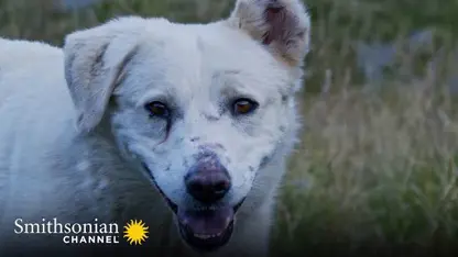 مستند حیات وحش - سگ های چوپان رومانیا