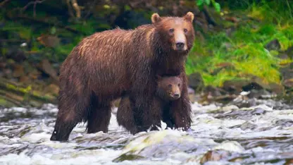 مستند حیات وحش - توله خرس در یک ویدیو