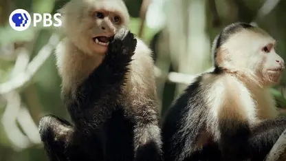 مستند حیات وحش - میمون های کاپوچین در یک نگاه