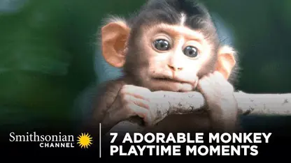 جزیره میمون ها در یک ویدیو