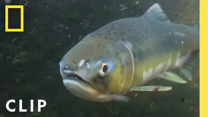مستند حیات وحش - نبرد مادر ماهی قزل آلا در یک ویدیو