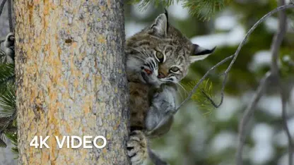 مستند حیات وحش - شکار بابکت در زمستان در یک نگاه