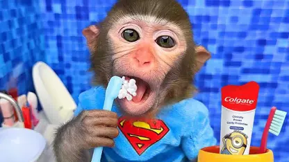 برنامه کودک بچه میمون - مسواک زدن در توالت