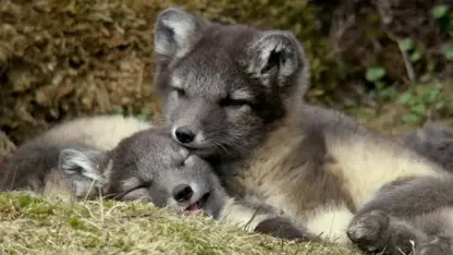 مستند حیات وحش - پرورش توله روباه قطبی در یک نگاه