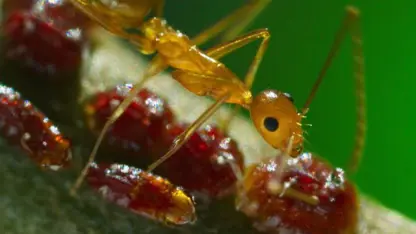 مستند حیات وحش - مورچه های دیوانه زرد در یک ویدیو