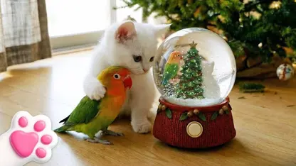 طوطی با کف بازی میکنند