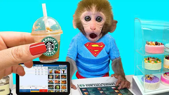 میمون قهوه استارباکس برای سرگرمی