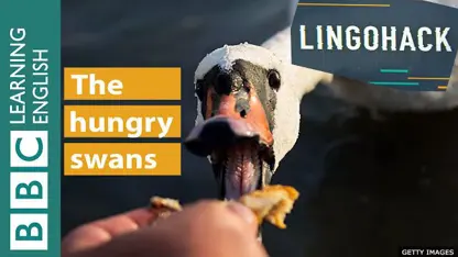 تقویت لیسنینگ زبان انگلیسی " قوهای گرسنه "