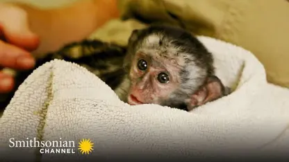 مستند حیات وحش - بچه میمون و غذا مورد علاقه در یک نگاه