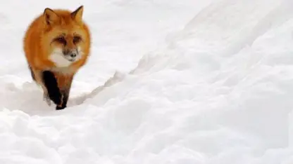 تصاویر جالب از شکار کردن روباه قرمز در برف
