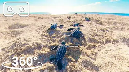 تصاویر 360 درجه از حرکت بچه لاکپشت ها به سمت اقیانوس