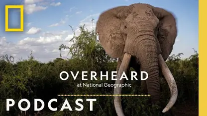 مستند حیات وحش - نجات فیل ساوانا در یک نگاه