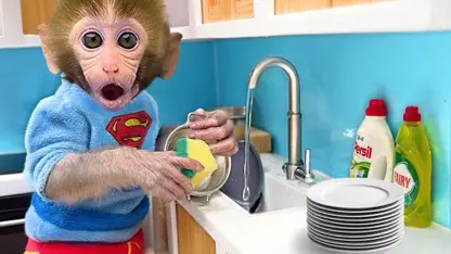 میمون ظرفها را در آشپزخانه برای سرگرمی