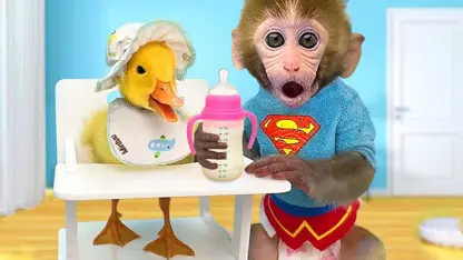 برنامه کودک بچه میمون - خوردن هندوانه برای سرگرمی