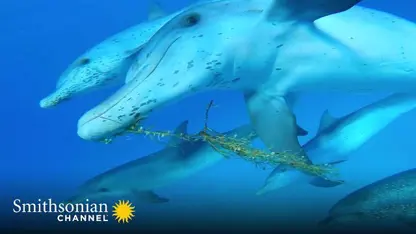 مستند حیات وحش - دلفین های جوان در یک ویدیو