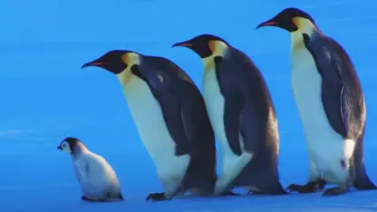 مستند حیات وحش - فرار بچه پنگوئن در یک ویدیو