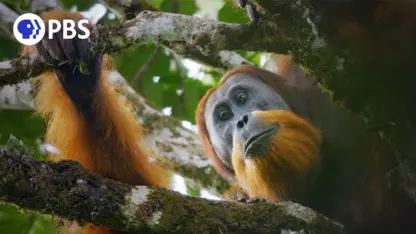 گونه های جدید اورانگوتان برای اولین بار جلوی دوربین