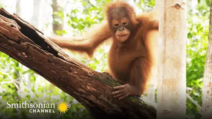 مستند حیات وحش - اورانگوتان ها و ساخت لانه در یک ویدیو