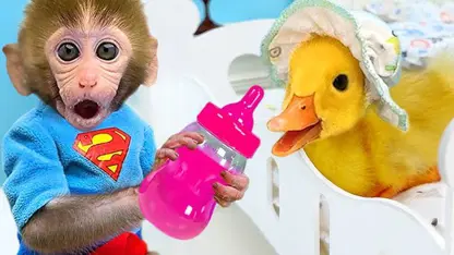 برنامه کودک بچه میمون - هندوانه بسیار خوشمزه برای سرگرمی