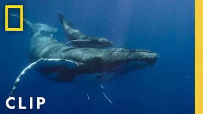 مستند حیات وحش - یک نهنگ گوژپشت در یک نگاه