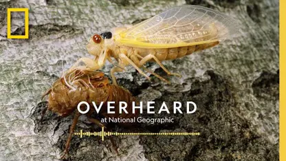 مستند حیات وحش - حشره cicadas در یک نگاه