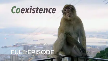 مستند حیات وحش - آخرین میمون های وحشی